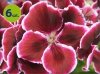 pelargonia angielska_allegro